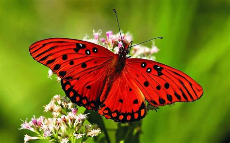 fotos de borboleta
